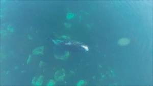 Учёные записали на видео чешущихся о морские камни китов