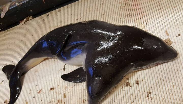 В Северном море поймали дельфина с двумя головами и тремя глазами