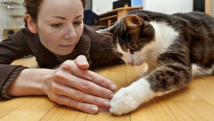 Анализ ДНК показал, как одомашненные кошки захватили мир и кто им в этом помог