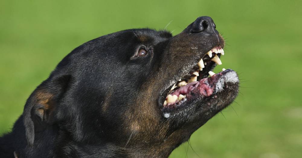 Перечень опасных пород собак составит правительство