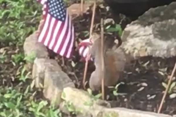 Белки украли флаги у ветерана ВВС США и свили из них гнездо