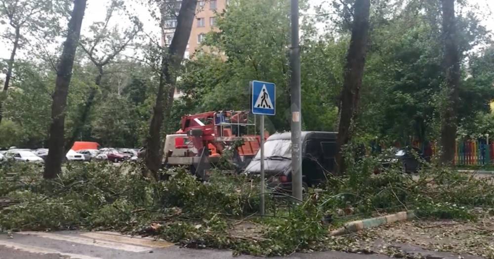 В Москве коммунальщики обрушили тополь на припаркованные автомобили