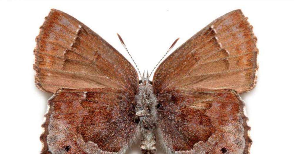 Учёные выявили связь между базами США и редкими бабочками