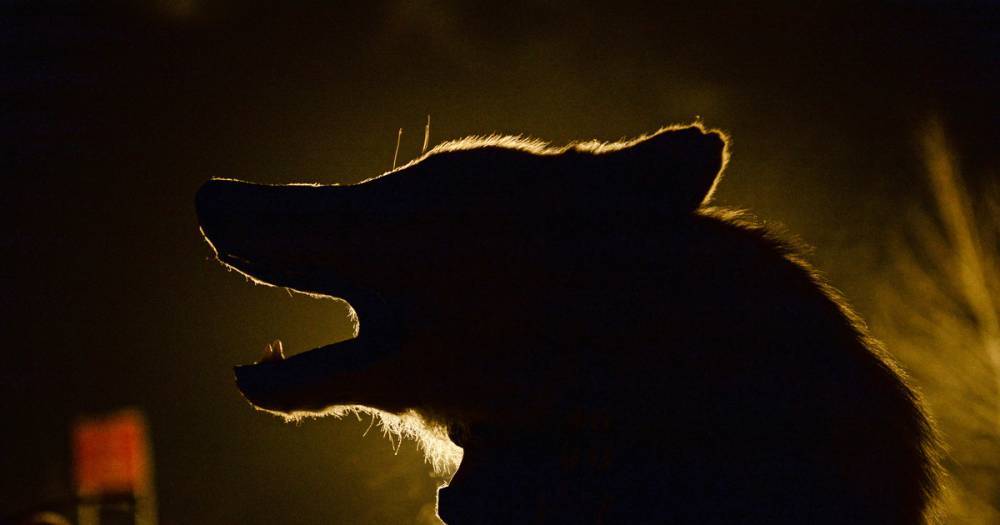 Мэр коммуны во Франции обвинил волков в лесных пожарах