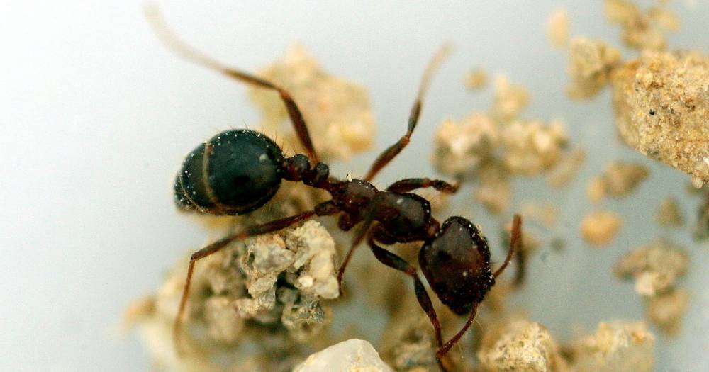 Американка оставила новорождённую дочь на съедение муравьям