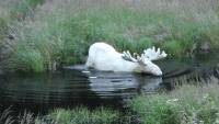 В Швеции обнаружили редкого белого лося