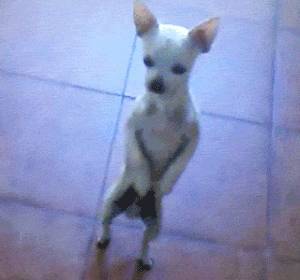 Американке выплатили $50 тысяч за чихуа-хуа, которую убили вместо бездомного пса