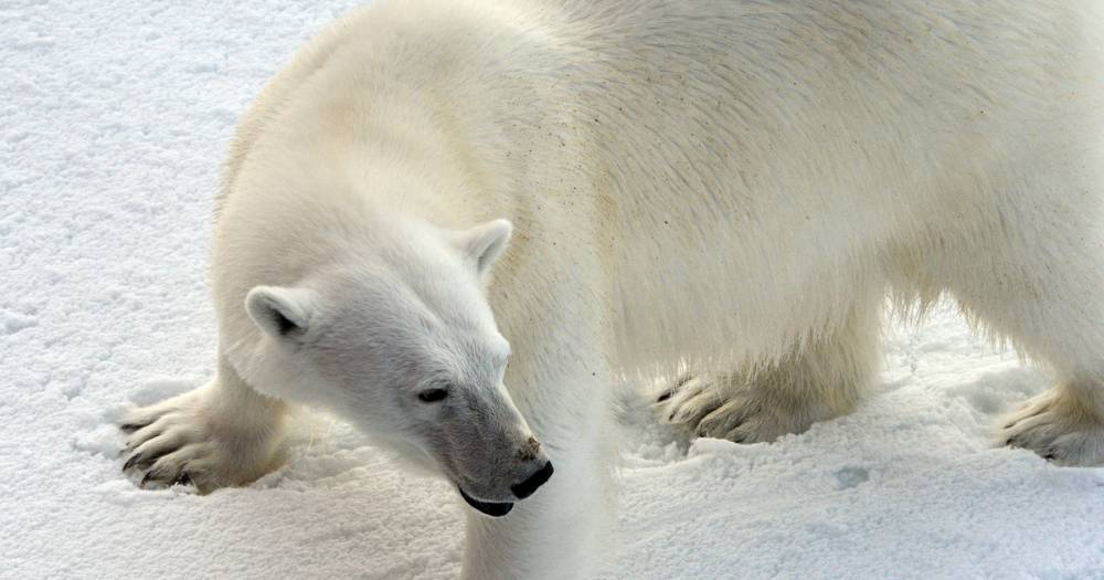 В Норвегии оштрафовали гида, который напугал полярного медведя