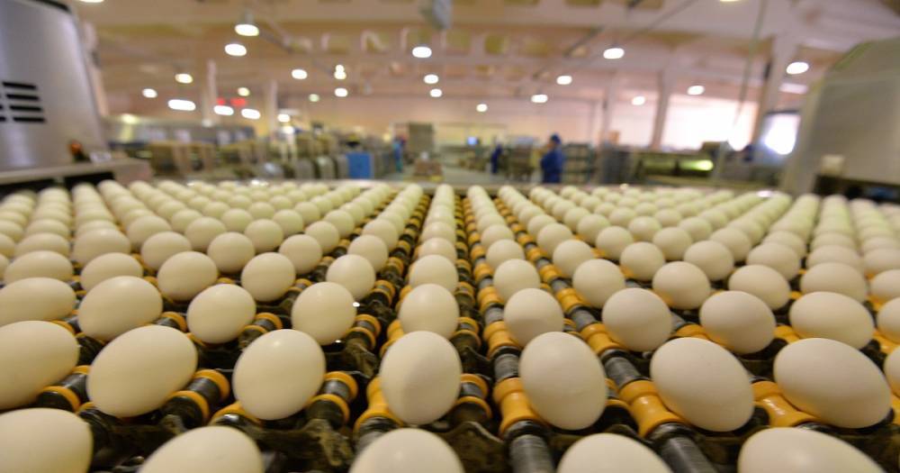 В Бельгии заявили, что знали о ядовитых яйцах ещё в июне