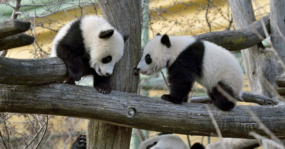 В зоопарке Вены панды-близнецы празднуют свой первый день рождения