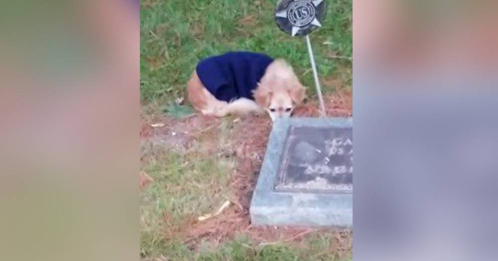 В США собака отказалась покидать могилу своего хозяина