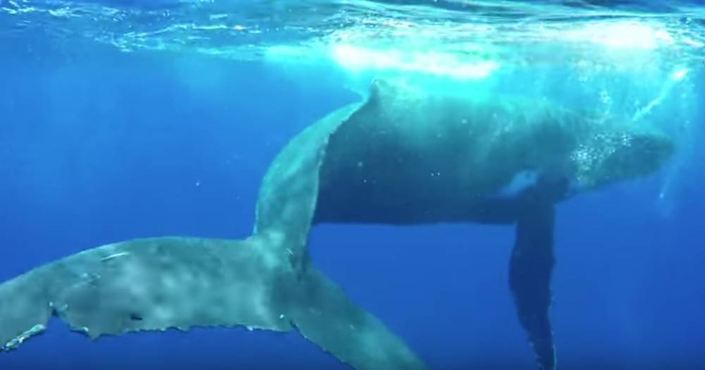 Горбатый кит спас женщину-биолога от акулы — видео