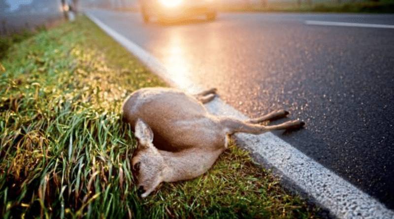 ДТП в зеленой зоне: что делать водителю, который сбил дикое животное?