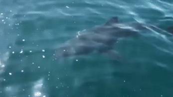 Дайверы сняли на видео нападение большой белой акулы на маленькую