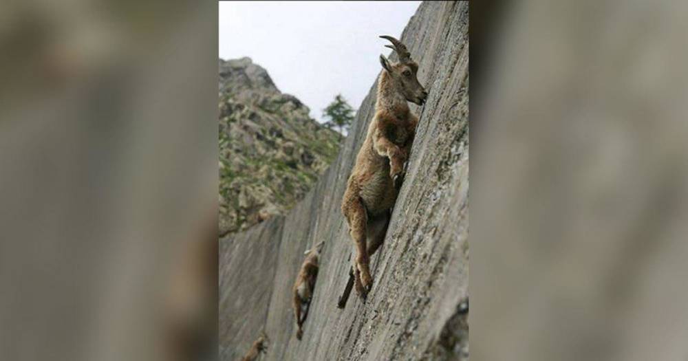В Италии заметили бесстрашных козлов, гуляющих по крутому склону плотины