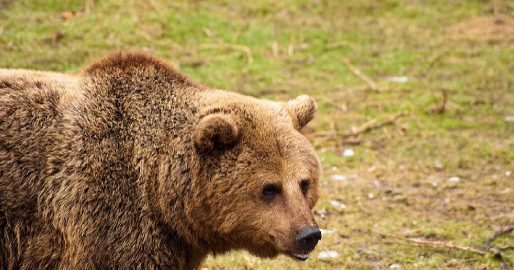 Угрожал местным жителям. В Иркутске полицейские убили медведя