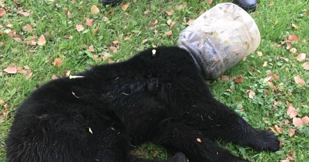 В США спасли медвежонка, три дня проходившего с ведром на голове
