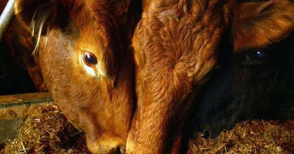 Впервые за 3 года в Британии зафиксирован случай коровьего бешенства - theuk.one - Англия - Шотландия - Великобритания