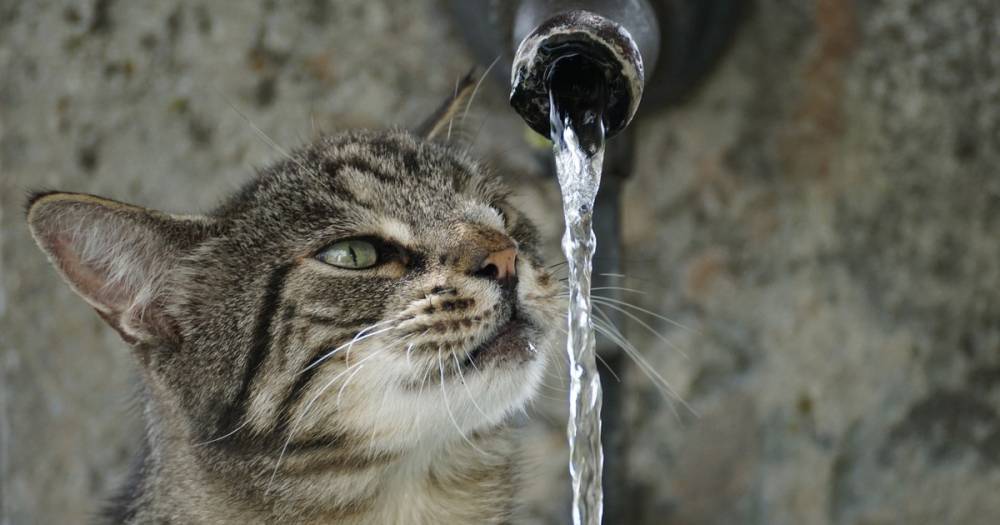 FAQ: Почему кошки боятся воды?