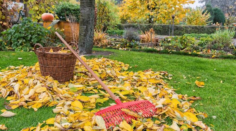 На вашей территории много листвы с соседнего участка? Можете получить компенсацию