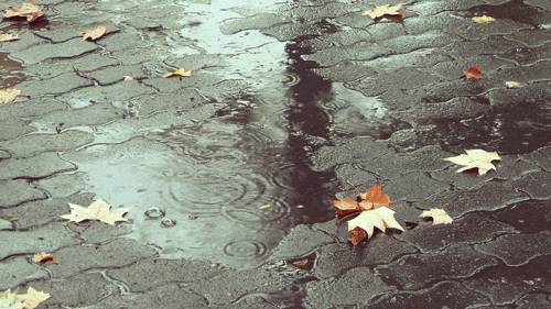 Облачно и дожди. Синоптики рассказали о погоде в Москве 24 октября