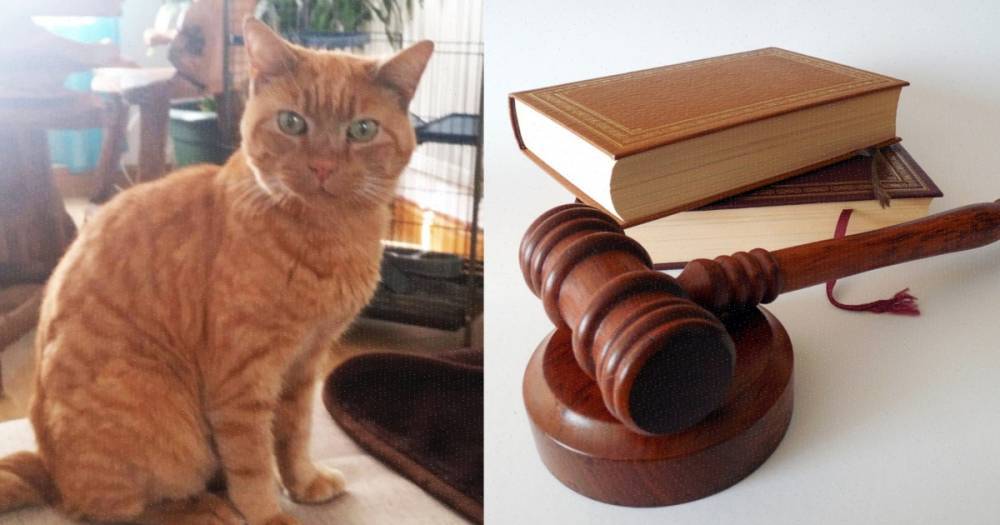 Абсурдное судебное дело о якобы украденном коте обошлось владельцам в £60 тыс.