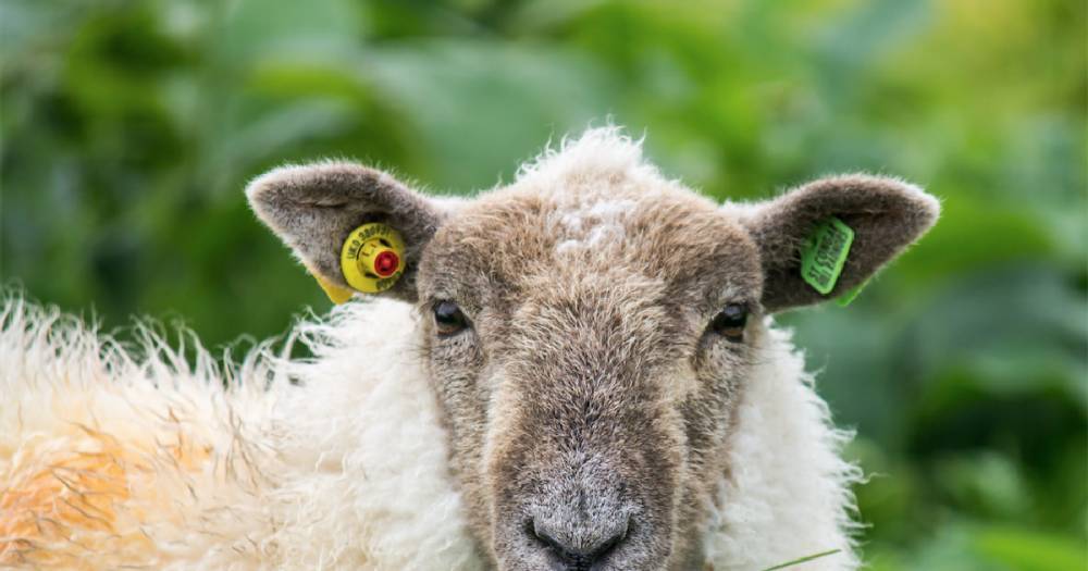 На Украине волонтёры намерены выкупить застрявших в порту овец