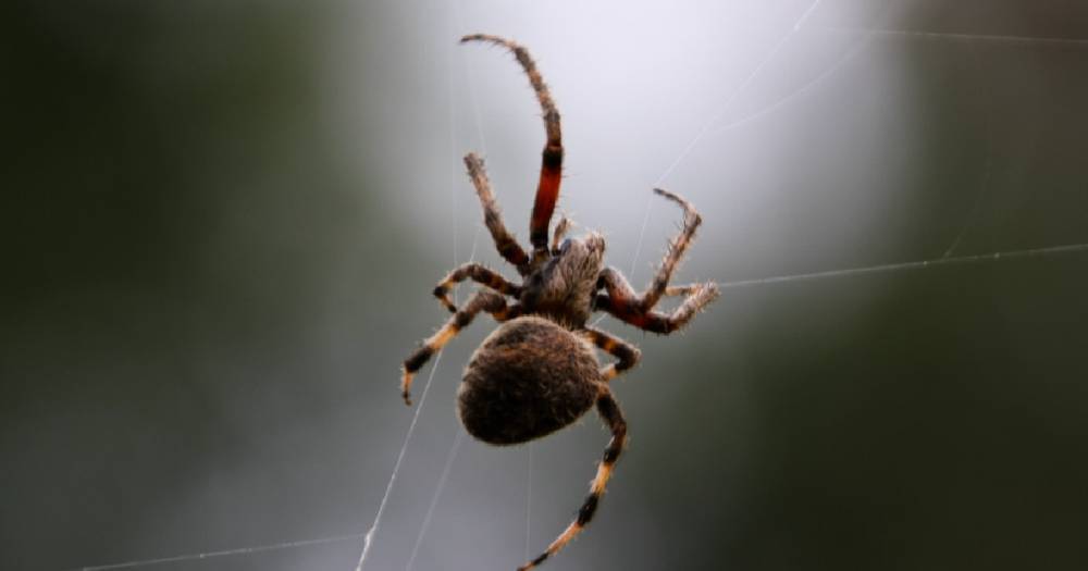 В Лондоне закрыли четыре школы из-за нашествия пауков