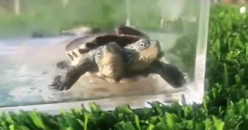 В китайском заповеднике показали редкую двухголовую черепаху