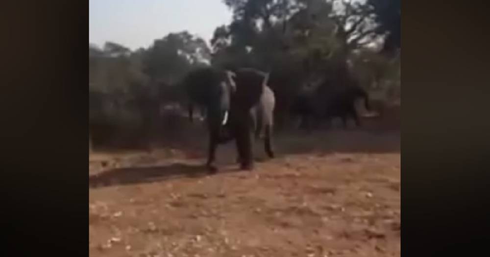 Слон атаковал машину с туристами на сафари в ЮАР — видео