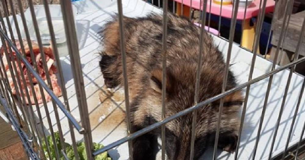 Приморские туристы отбили енотовидную собаку у стаи бродячих псов
