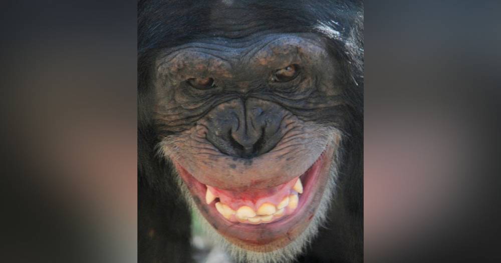 Из-за разбившей стекло шимпанзе в Техасе эвакуировали часть зоопарка