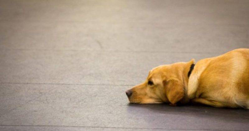Собакам могут запретить гулять по паркам Боро Грин, так как их хозяева за ними не убирают