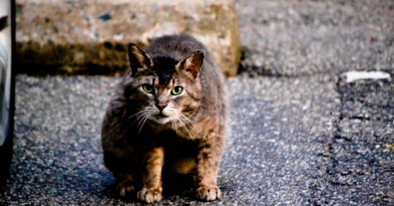 Британец, которого укусила кошка, умер от бешенства в Марокко