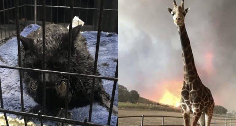 Пожар в Калифорнии убил и покалечил тысячи животных (фото)