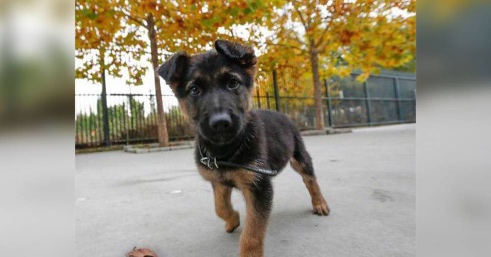 В Испании полицейские спасли щенка от побоев и оставили служить в отделе
