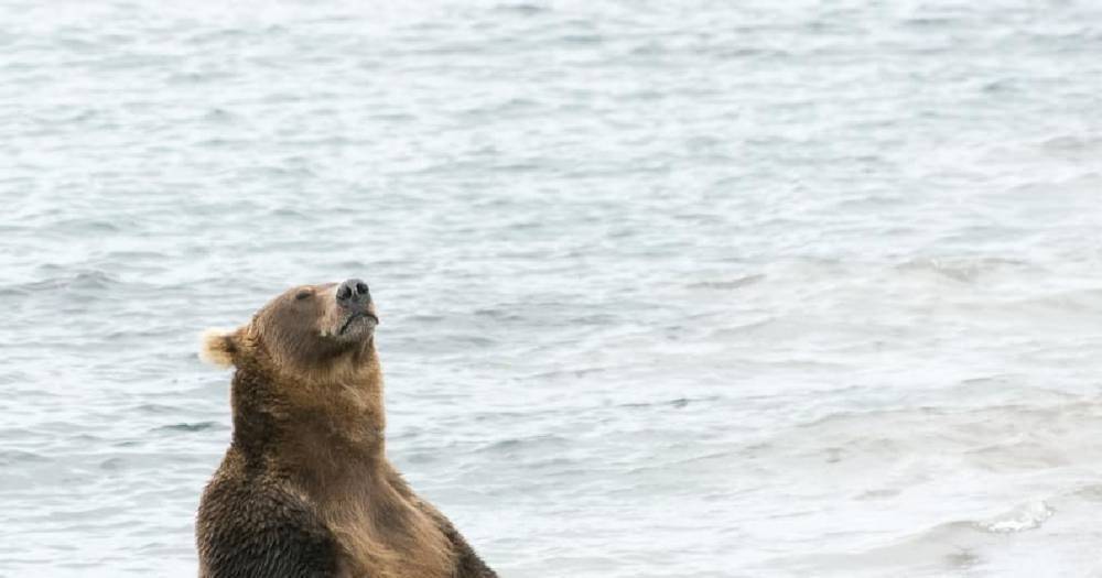 Эксперты объяснили, почему медведи на Камчатке поздно впадают в спячку