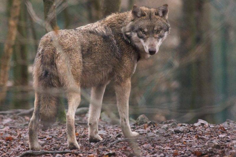 Егерь о нападении хищника: «Это не волк, это чудовище»
