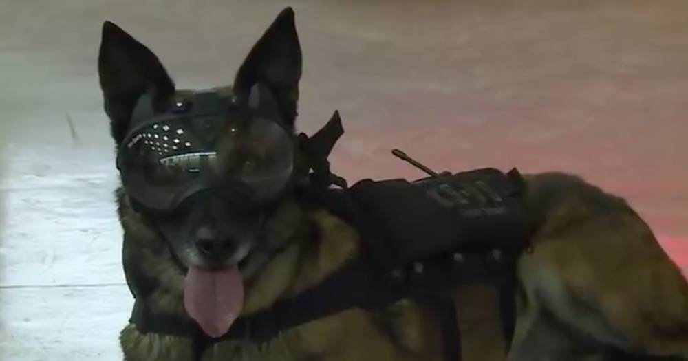 Сержант Собакен. Во Франции создали очки-видеокамеру для служебных псов