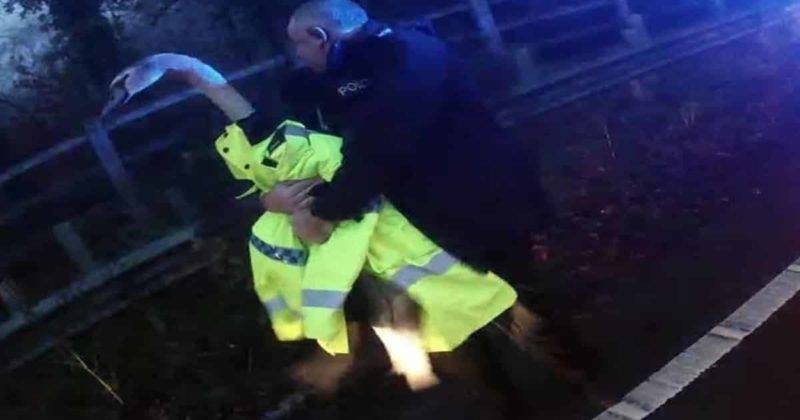 Полиция спасла лебедя, заблокировавшего дорогу в Гэмпшире