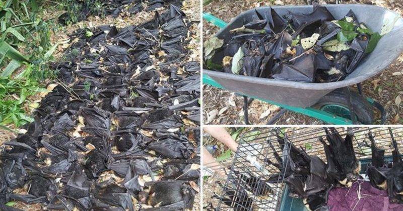 Женщина уехала из дому, когда в ее дворе умерло 5 тысяч летучих мышей