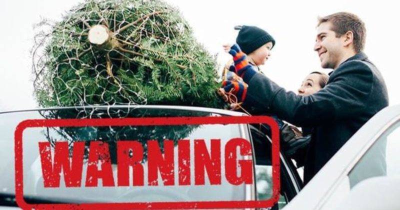 За перевозку рождественской елки водителю могут выписать штраф £100