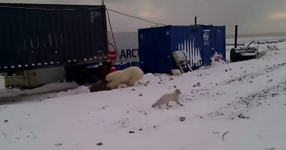 На Ямале белые медведи пришли охотиться на песцов в соседний посёлок