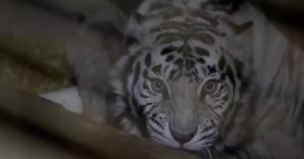 В зоопарке Франции родились три белых тигра и белый носорог