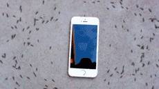 Муравьиный хоровод вокруг iPhone поставил в тупик пользователей Сети
