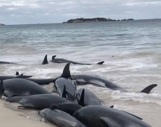 Около 150 чёрных дельфинов выбросились на берег в Австралии