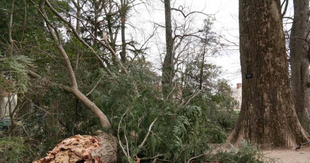 В США ураган повалил 227-летнее дерево, посаженное Джорджем Вашингтоном