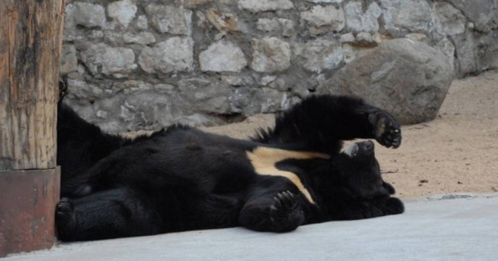 После зимней спячки в Московском зоопарке проснулись медведи