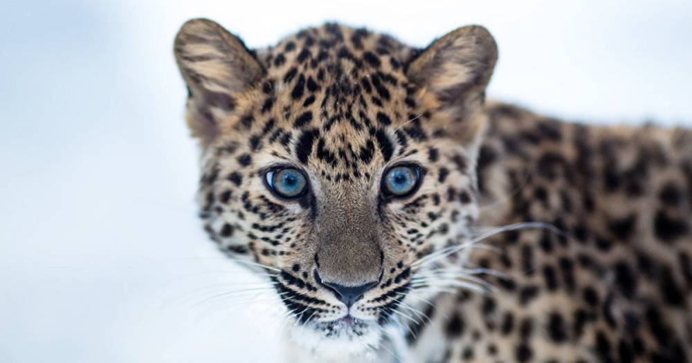 Численность дальневосточного леопарда в Приморье превысила 100 особей