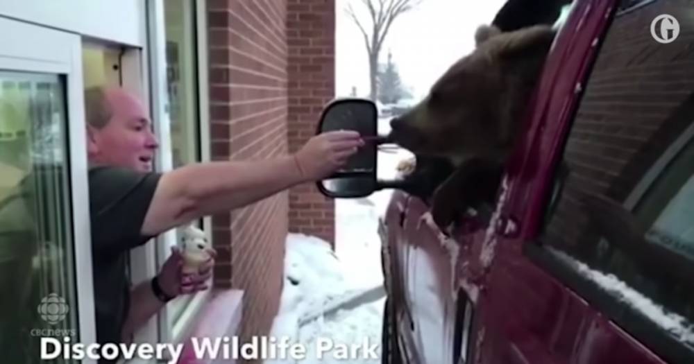 В Канаде зоопарк оштрафовали за видео с медведем в машине с мороженым